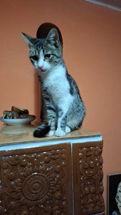 Pisicute spre adoptie