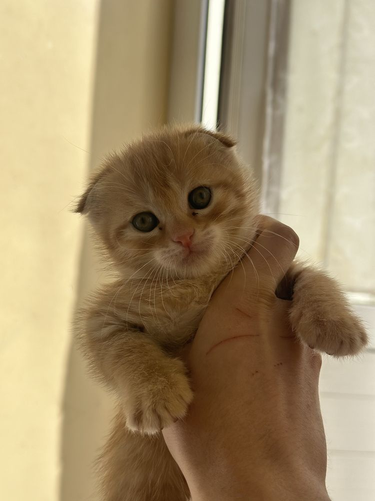 Scottish fold mushuk