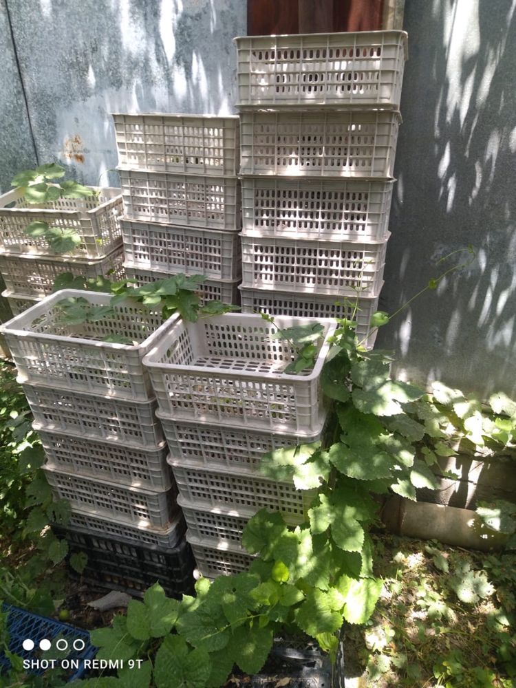 Продам ящики для фрутов/овощей