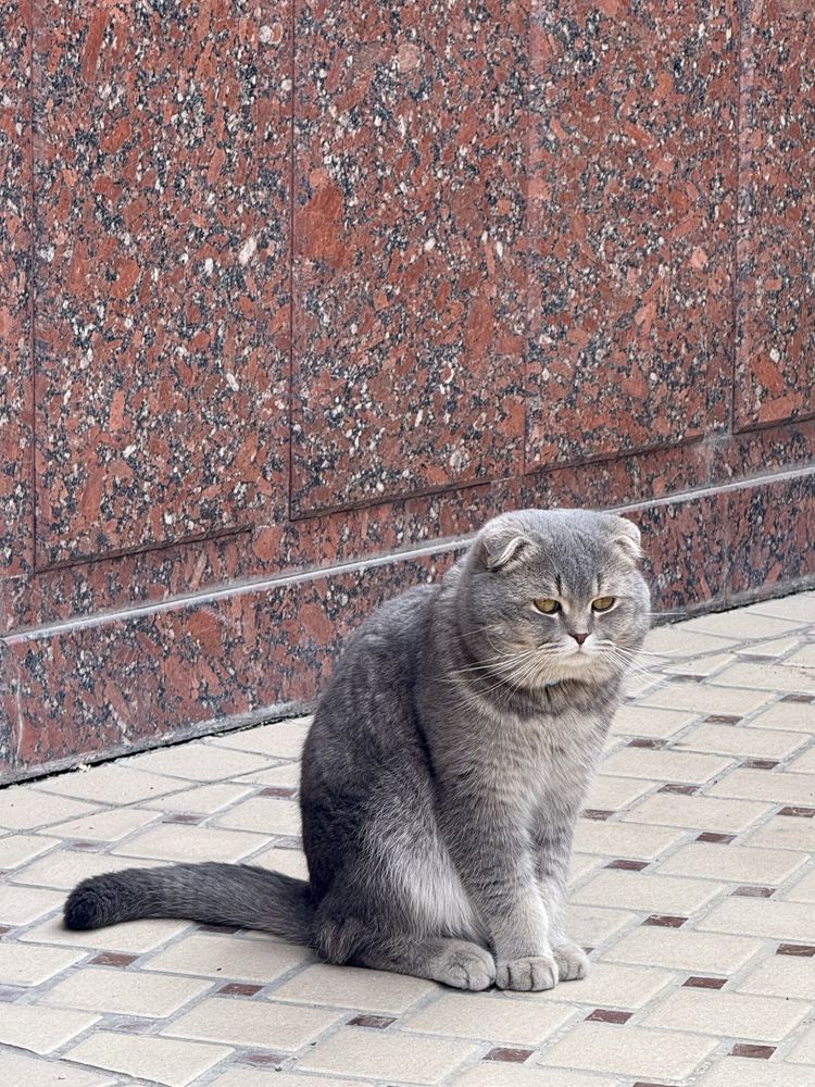 Mushuk sotilmidi vyazkaga Британский  toza qon mushuk