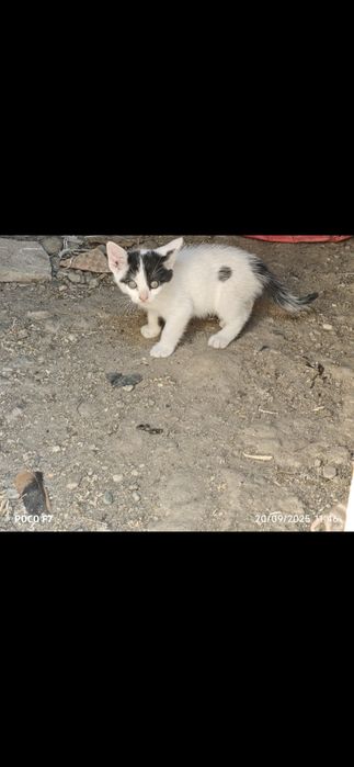 Pui de pisici 4 bucati