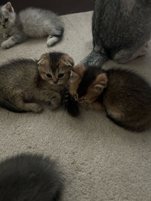 Продается кошки 1/5 месяца золотая британская линшила