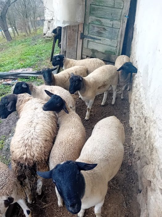 Vând berbecuți dorper