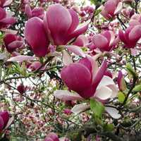 Magnolia  Genie .