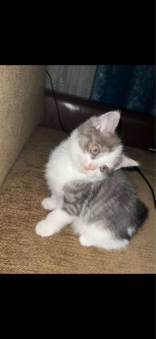 Отдам котят в хорошие руки