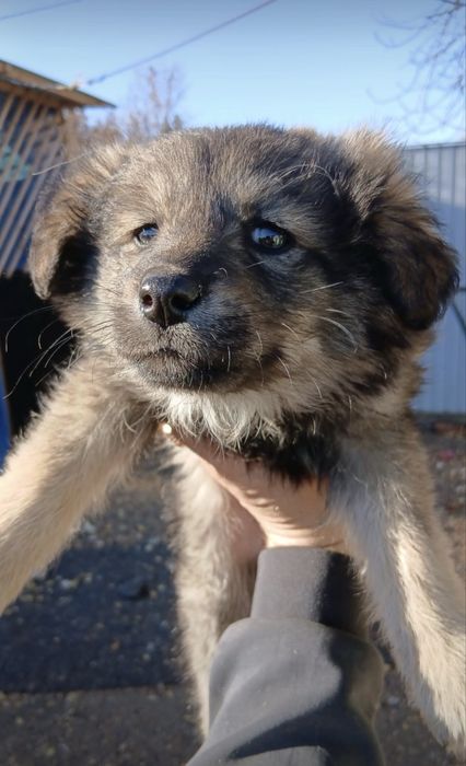 Отдам щенка в добрые руки