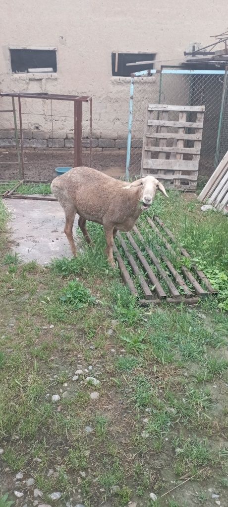 куй. солих соглом Эдилбай