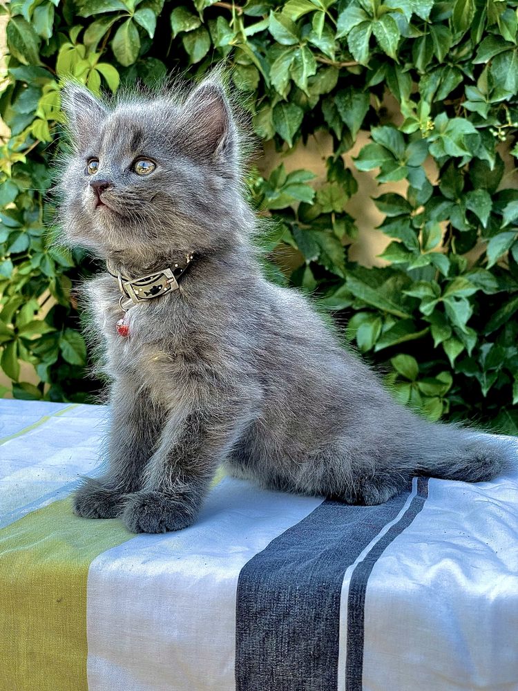 Mushuk (кот) sotiladi