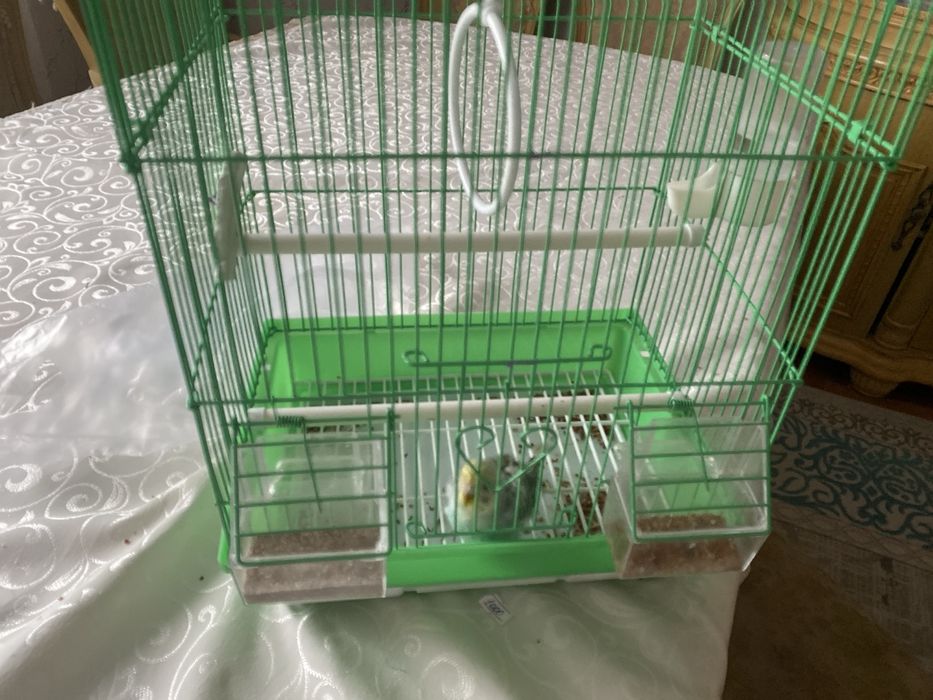 Папугай продам 8000тг папугай сетка