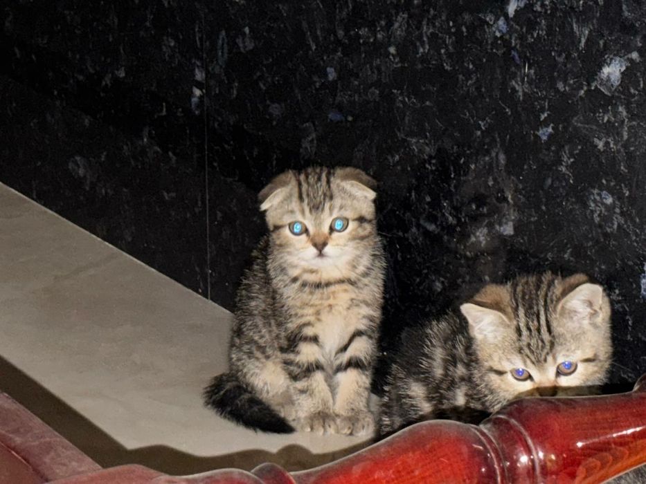 Пародистые котята