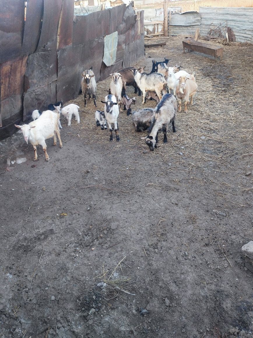 Доиные Альпийские зааненские козы