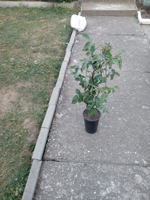 Butași de trandafiri de dulceață la ghiveci