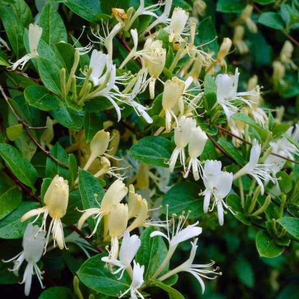 Mana Maicii Domnului (Lonicera japonica Red World) diferite culori