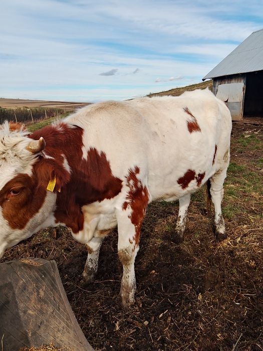 Vând juninci a fata