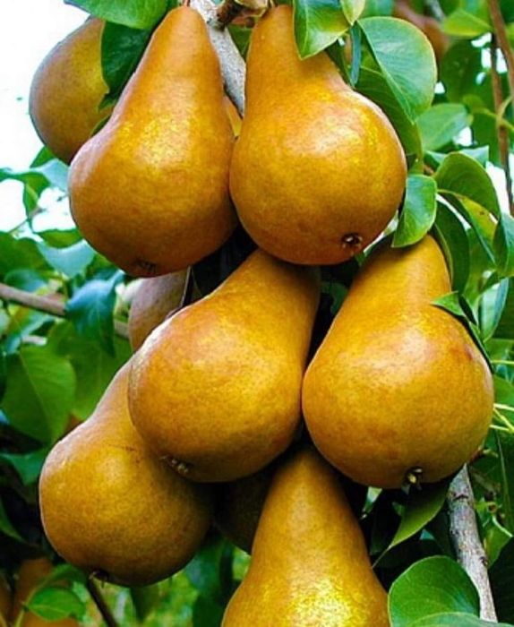 Pomi Fructiferi Columnari PĂR