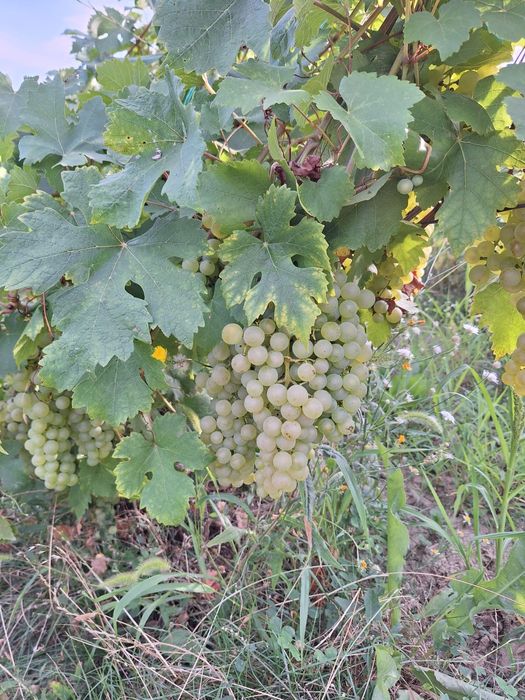 Struguri de vin ,soiuri bune
