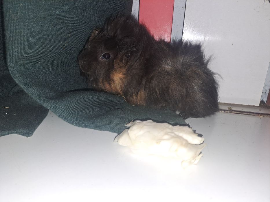 Porcusori de guineea
