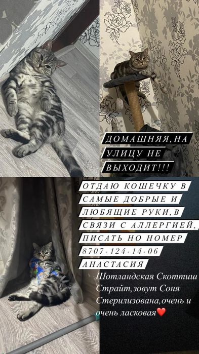 Отдам кошек в добрые руки (в связи с аллергией у ребенка)