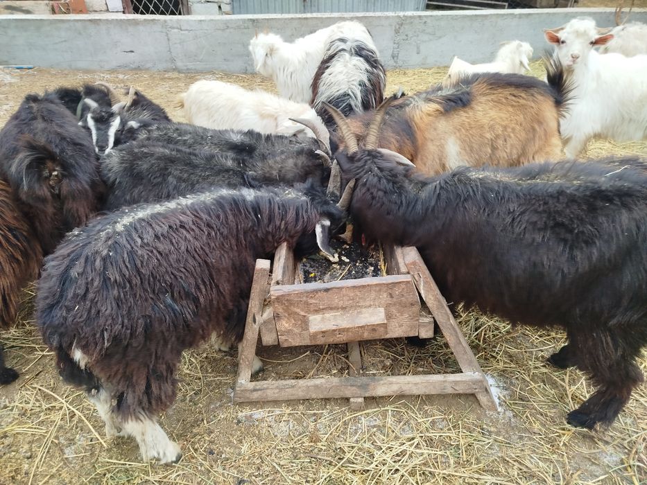 Тушалар ешкілер лақтар