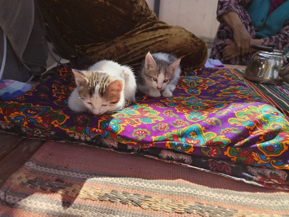 Mushuk bollari 10.000 mingdan