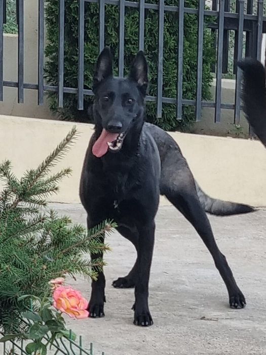 Femela Ciobanesc Belgian Malinois