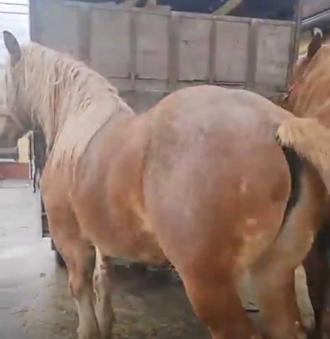 Vand urgent 3 cai grei detalii in descriere si la telefon