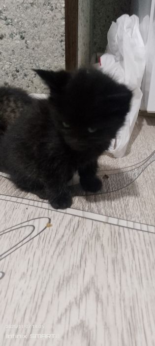 Отдаю котят хорошим рукам