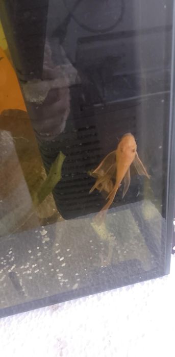 Ancistrus super red long fin