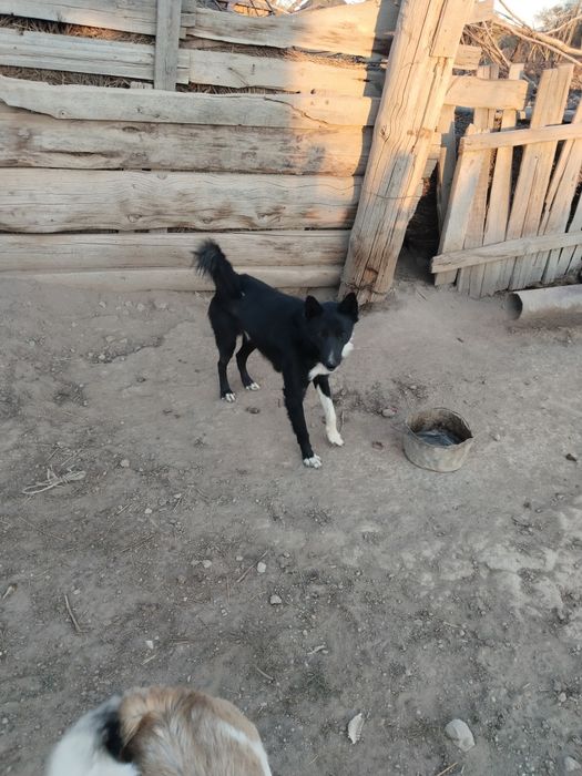 2 лайка ит сатылады.