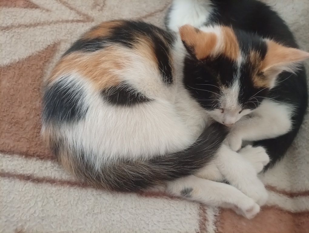 котенок отдаем бесплатно