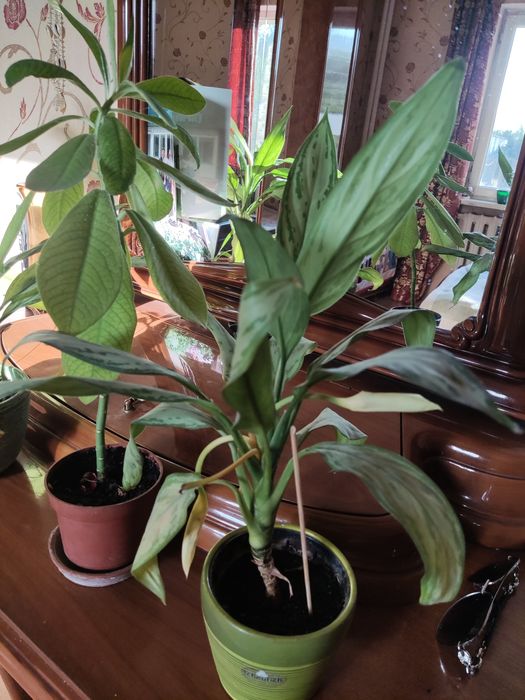 Цветы домашние. Комнатные