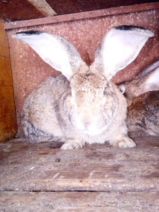 Продам кроликов породы Фландр им 5 месяцев