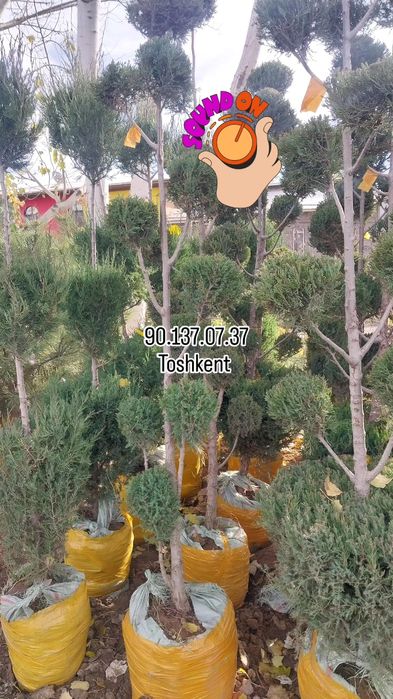 Арчалар. Бор. Зурларидан. Хархил. Мевалиг. Дарахлар   Асарти.  Нархи.