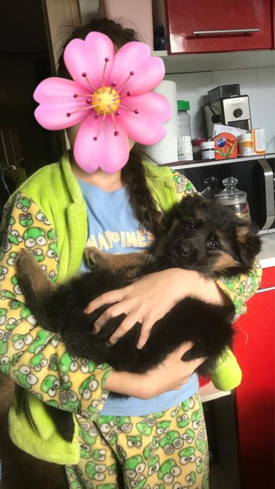 щенки немецкая овчарка