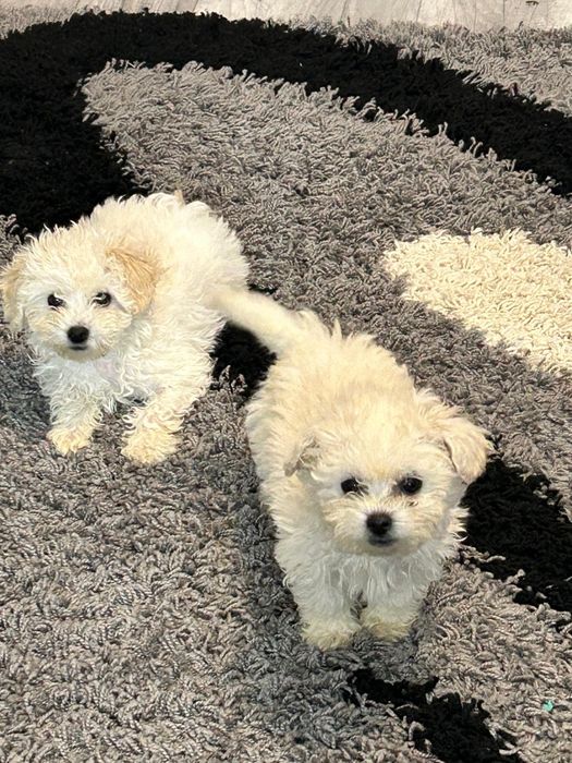 Pui Bichon Maltez - 2 băieți
