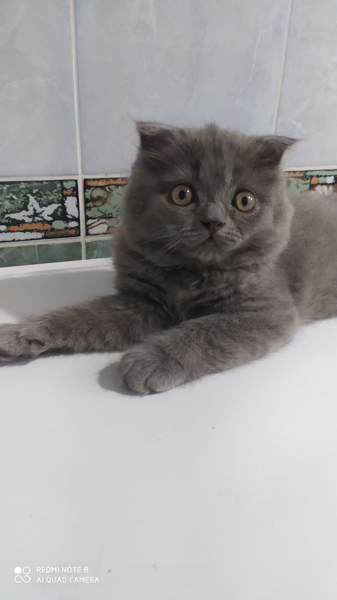 Продаётся чистокровный вислоухий котёнок Скотишь Фолд