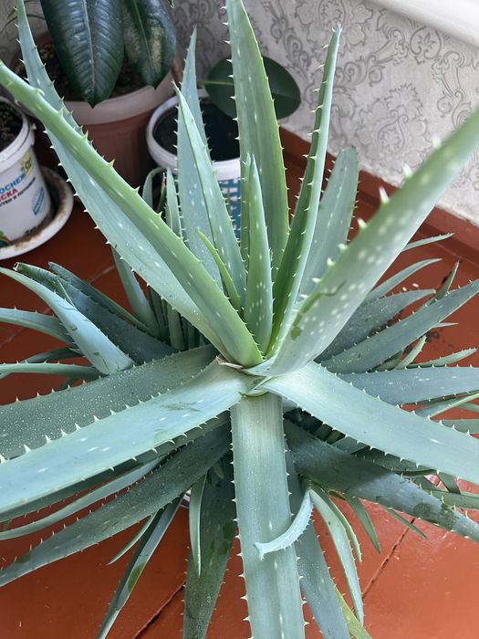 Продам цветок алоэ