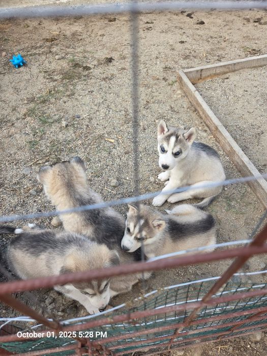 Căței husky  siberian