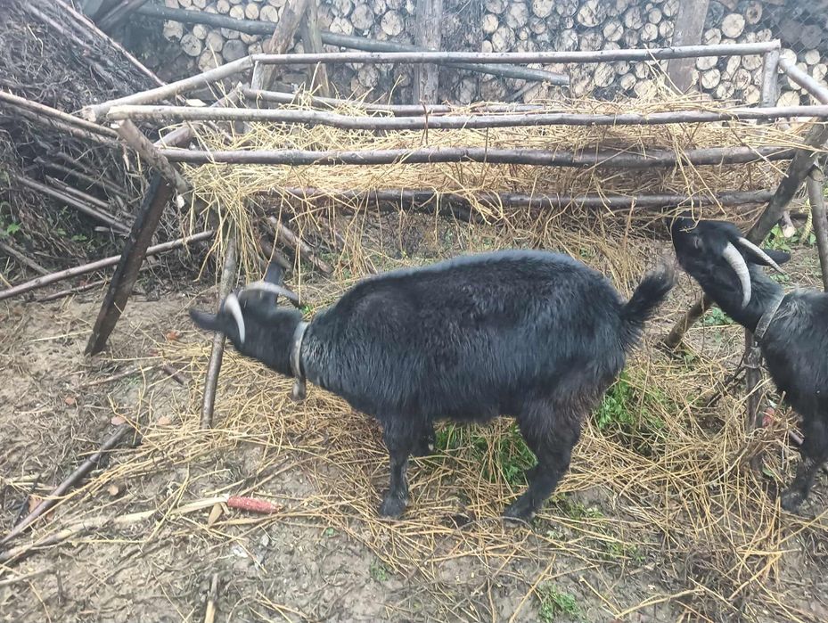 Vand capra alpină fraceză negra sunt la primul ed