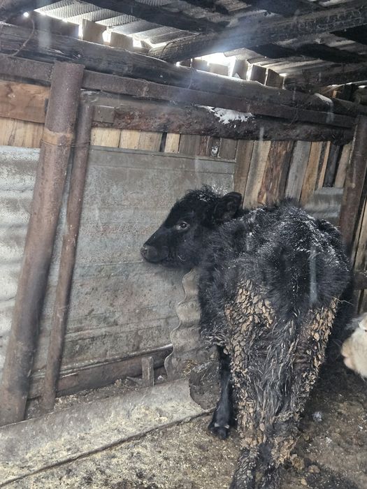 Продам телку этого года