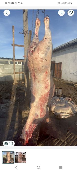 Продам конину в круговую