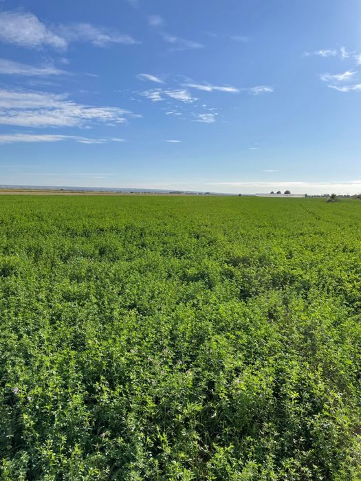 Vând baloti de lucerna Coasa 5