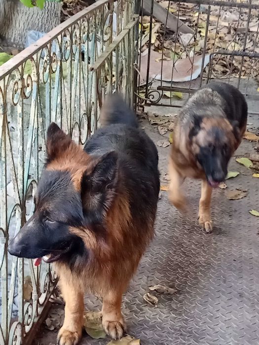 Продавам Немски овчарки