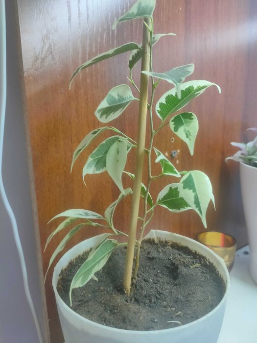 Фикус бенджамина