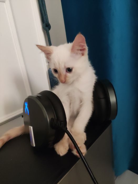 Котёночек двух породистый