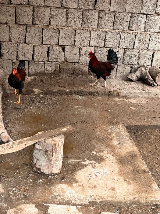 Домашние Петухи Хуроз