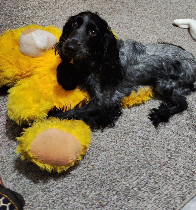 ПРОПАЛА СОБАКА может кто видел просьба сообщить