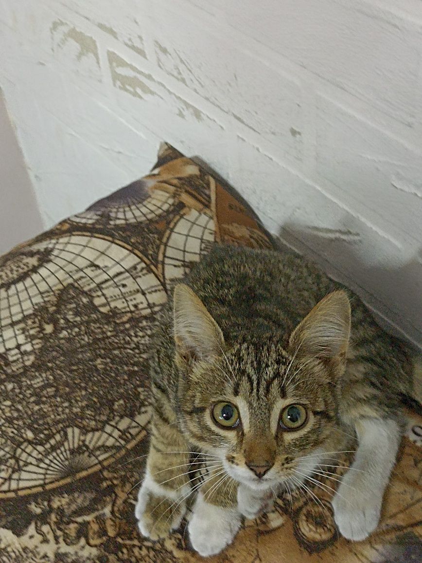 Котенок девочка бесплатно