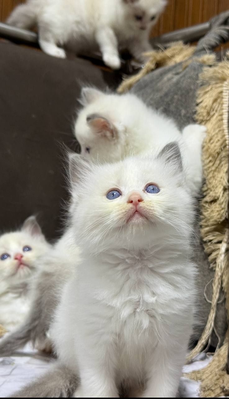 Продаются котята Рэгдолл