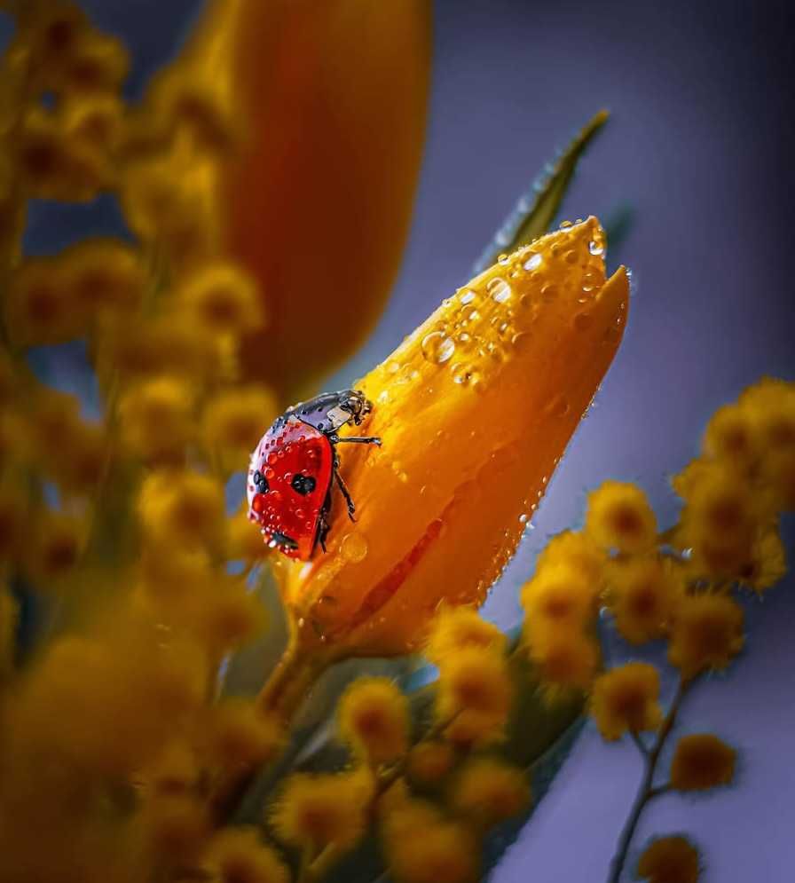 Sigma 105 2.8 macro Nikon